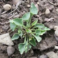 Campanula rotundifolia